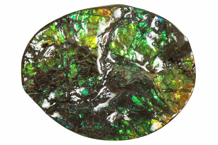 Flashy Ammolite (Fossil Ammonite Shell) - Greens & Yellows #357643
